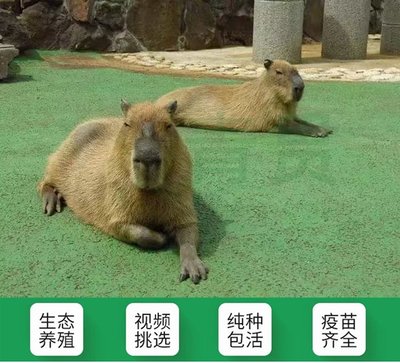 可愛卡皮巴拉 水豚養(yǎng)殖與觀賞市場新寵